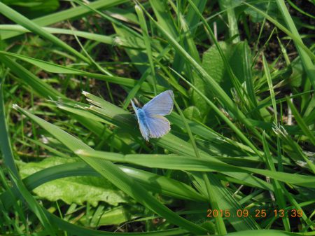 2015_09_25_palais d21_ (6)